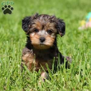 Lincoln, Yorkie Poo Puppy